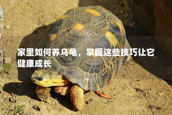 家里如何养乌龟，掌握这些技巧让它健康成长
