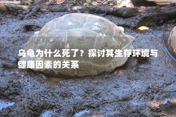乌龟为什么死了？探讨其生存环境与健康因素的关系
