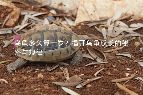 乌龟多久算一岁？揭开乌龟成长的秘密与规律
