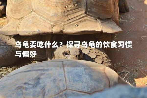 乌龟要吃什么？探寻乌龟的饮食习惯与偏好