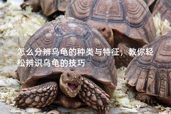 怎么分辨乌龟的种类与特征，教你轻松辨识乌龟的技巧