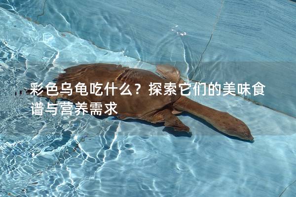 彩色乌龟吃什么？探索它们的美味食谱与营养需求