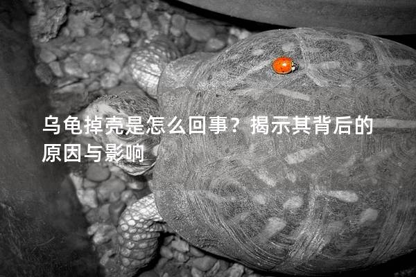 乌龟掉壳是怎么回事？揭示其背后的原因与影响