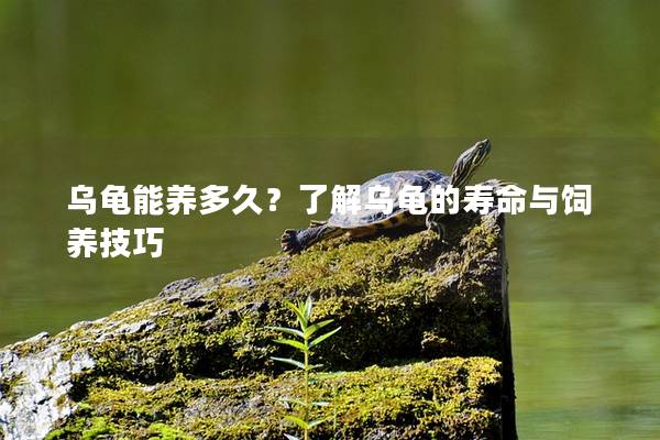 乌龟能养多久？了解乌龟的寿命与饲养技巧