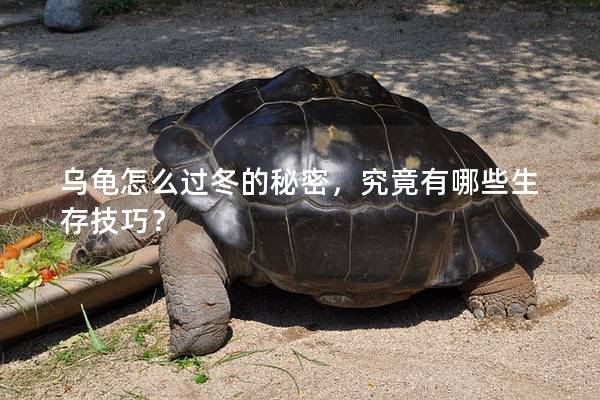 乌龟怎么过冬的秘密，究竟有哪些生存技巧？