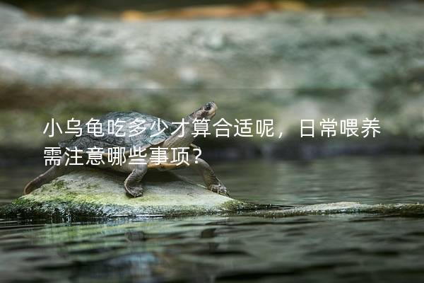 小乌龟吃多少才算合适呢，日常喂养需注意哪些事项？