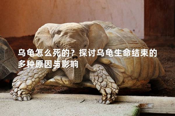 乌龟怎么死的？探讨乌龟生命结束的多种原因与影响