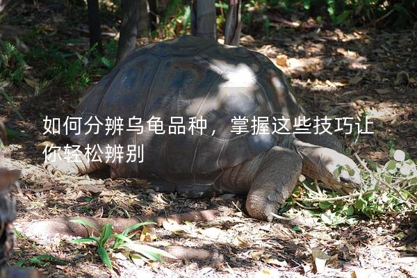 如何分辨乌龟品种，掌握这些技巧让你轻松辨别