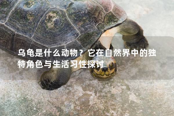 乌龟是什么动物？它在自然界中的独特角色与生活习性探讨