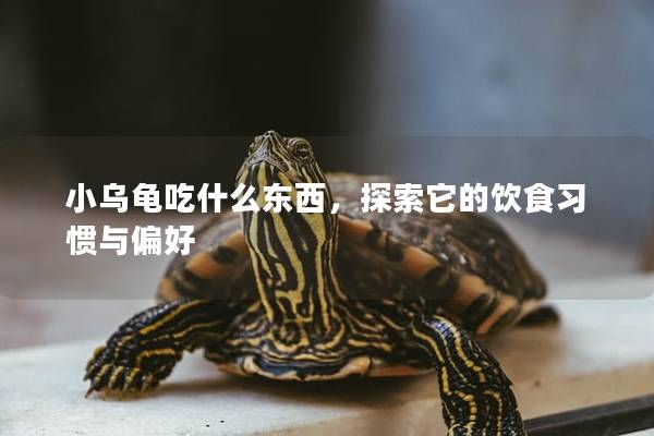 小乌龟吃什么东西，探索它的饮食习惯与偏好