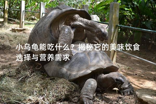 小乌龟能吃什么？揭秘它的美味饮食选择与营养需求