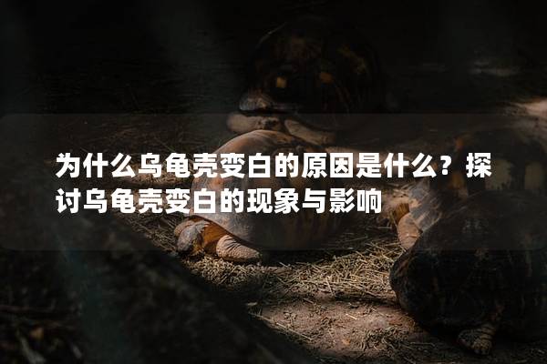 为什么乌龟壳变白的原因是什么？探讨乌龟壳变白的现象与影响