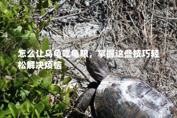 怎么让乌龟吃龟粮，掌握这些技巧轻松解决烦恼