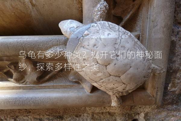 乌龟有多少种类？揭开它们的神秘面纱，探索多样性之美
