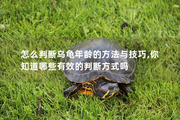怎么判断乌龟年龄的方法与技巧,你知道哪些有效的判断方式吗