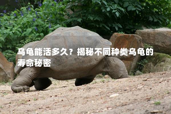 乌龟能活多久？揭秘不同种类乌龟的寿命秘密