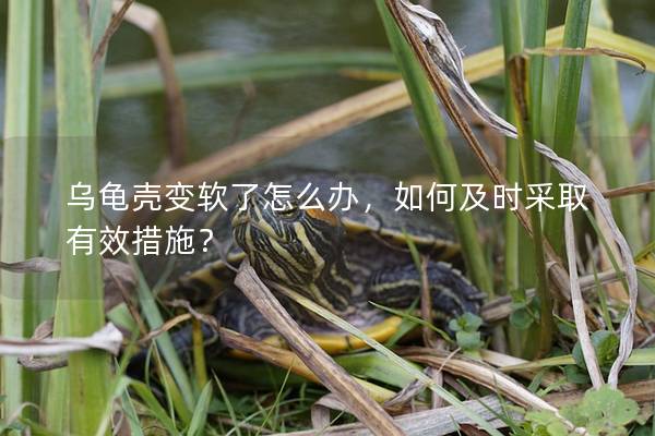 乌龟壳变软了怎么办，如何及时采取有效措施？