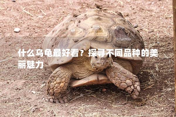 什么乌龟最好看？探寻不同品种的美丽魅力