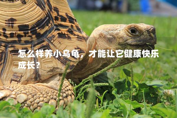 怎么样养小乌龟，才能让它健康快乐成长？