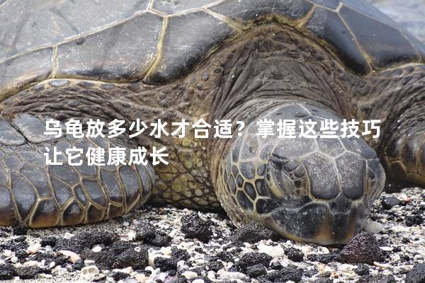 乌龟放多少水才合适？掌握这些技巧让它健康成长