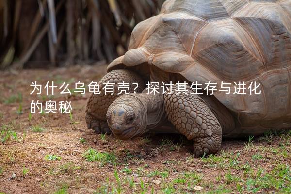 为什么乌龟有壳？探讨其生存与进化的奥秘