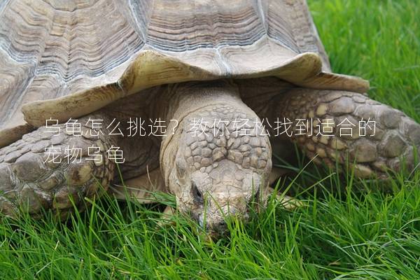 乌龟怎么挑选？教你轻松找到适合的宠物乌龟