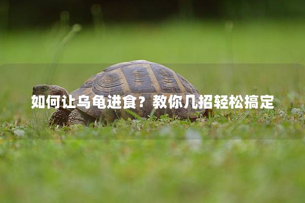 如何让乌龟进食？教你几招轻松搞定