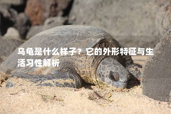 乌龟是什么样子？它的外形特征与生活习性解析