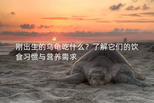 刚出生的乌龟吃什么？了解它们的饮食习惯与营养需求