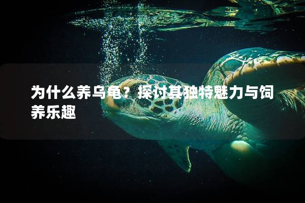 为什么养乌龟？探讨其独特魅力与饲养乐趣