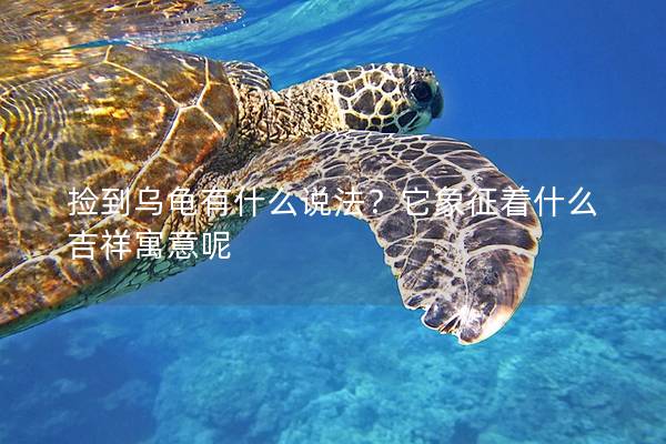 捡到乌龟有什么说法？它象征着什么吉祥寓意呢