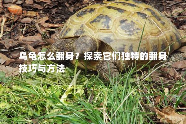 乌龟怎么翻身？探索它们独特的翻身技巧与方法