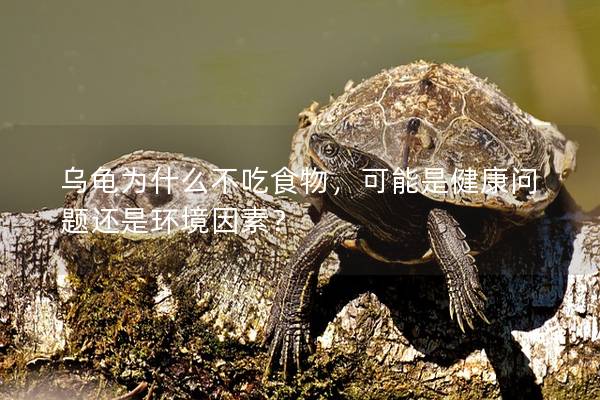 乌龟为什么不吃食物，可能是健康问题还是环境因素？