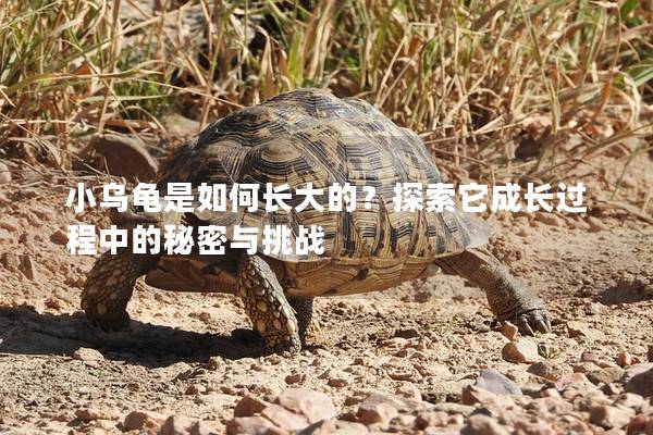 小乌龟是如何长大的？探索它成长过程中的秘密与挑战