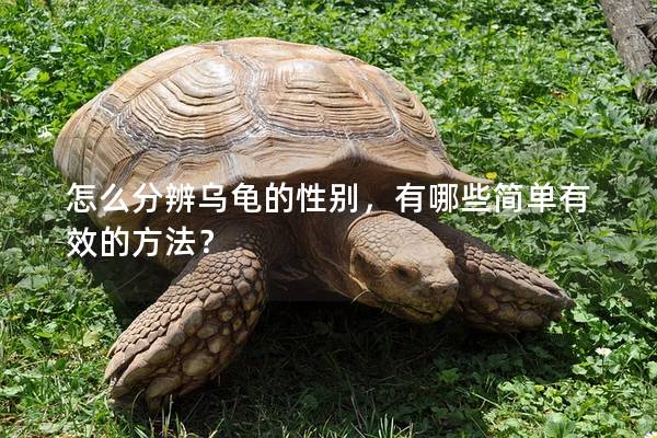 怎么分辨乌龟的性别，有哪些简单有效的方法？