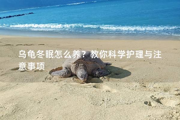 乌龟冬眠怎么养？教你科学护理与注意事项