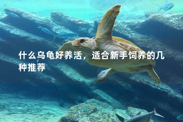 什么乌龟好养活，适合新手饲养的几种推荐
