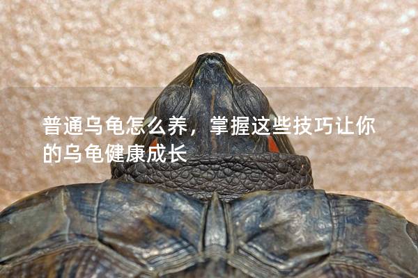 普通乌龟怎么养，掌握这些技巧让你的乌龟健康成长