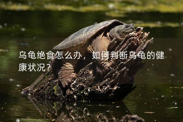 乌龟绝食怎么办，如何判断乌龟的健康状况？