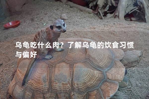 乌龟吃什么肉？了解乌龟的饮食习惯与偏好