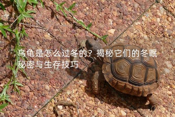 乌龟是怎么过冬的？揭秘它们的冬眠秘密与生存技巧