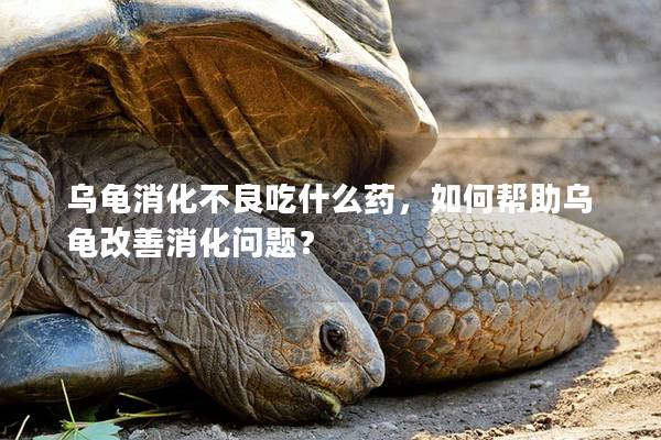 乌龟消化不良吃什么药，如何帮助乌龟改善消化问题？
