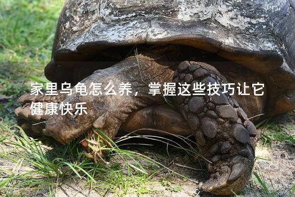 家里乌龟怎么养，掌握这些技巧让它健康快乐
