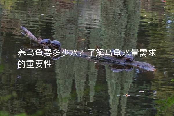 养乌龟要多少水？了解乌龟水量需求的重要性