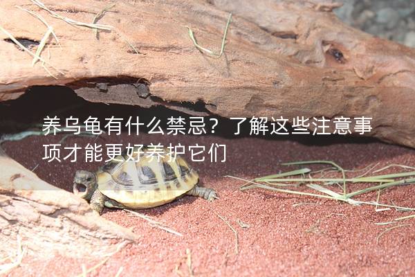 养乌龟有什么禁忌？了解这些注意事项才能更好养护它们