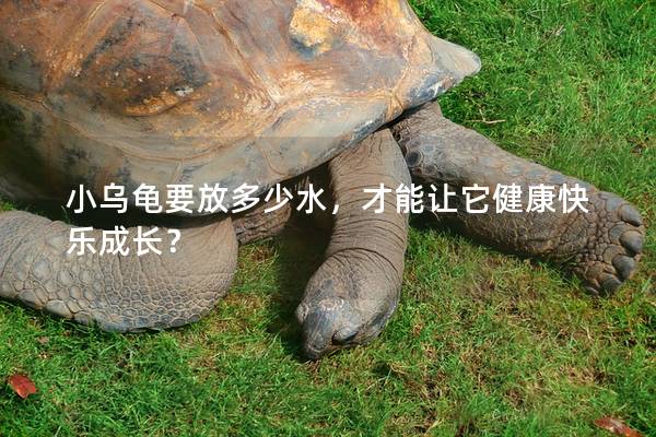 小乌龟要放多少水，才能让它健康快乐成长？