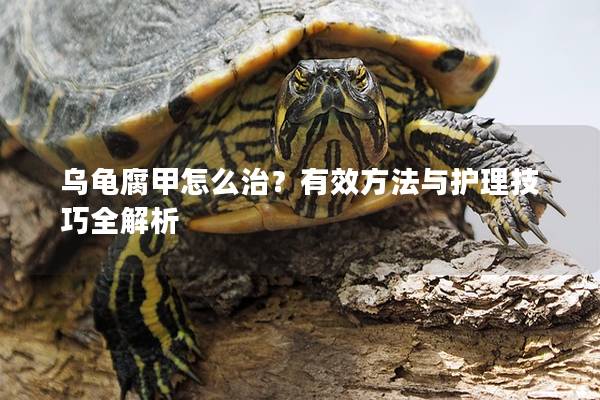 乌龟腐甲怎么治？有效方法与护理技巧全解析