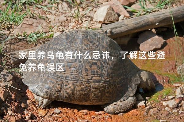 家里养乌龟有什么忌讳，了解这些避免养龟误区