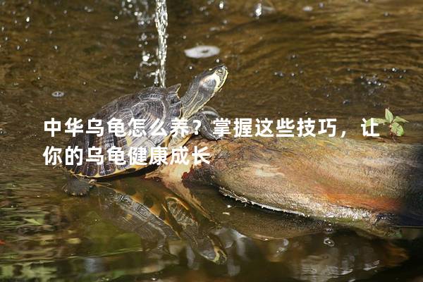 中华乌龟怎么养？掌握这些技巧，让你的乌龟健康成长