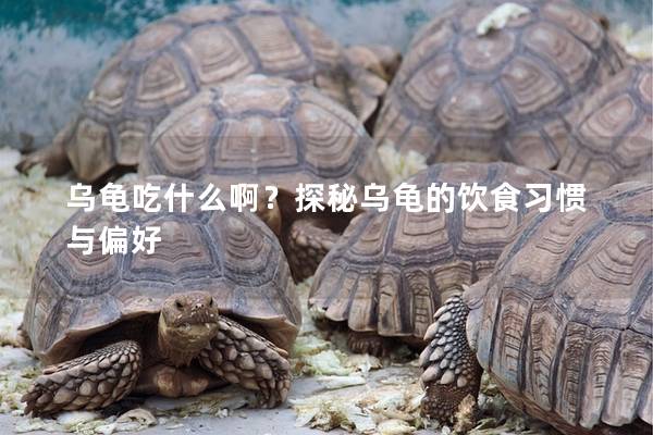 乌龟吃什么啊？探秘乌龟的饮食习惯与偏好